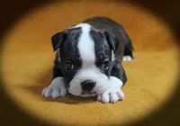 Layne, a female Boston Terrier for sale in Colorado Springs, CO – 5 of 10