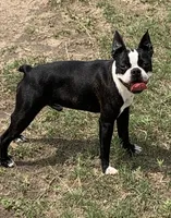 Rane, a female Boston Terrier for sale in Colorado Springs, CO – 6 of 6