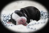 Hal, a male Boston Terrier for sale in Colorado Springs, CO – 3 of 10