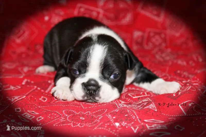 Jalen – Boston Terrier puppy for sale in Colorado Springs, CO