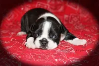 Jalen, a female Boston Terrier for sale in Colorado Springs, CO – 1 of 6