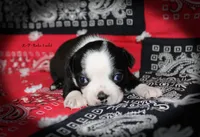 Reba, a female Boston Terrier for sale in Colorado Springs, CO – 6 of 9