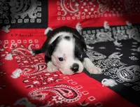 Rae, a female Boston Terrier for sale in Colorado Springs, CO – 4 of 6