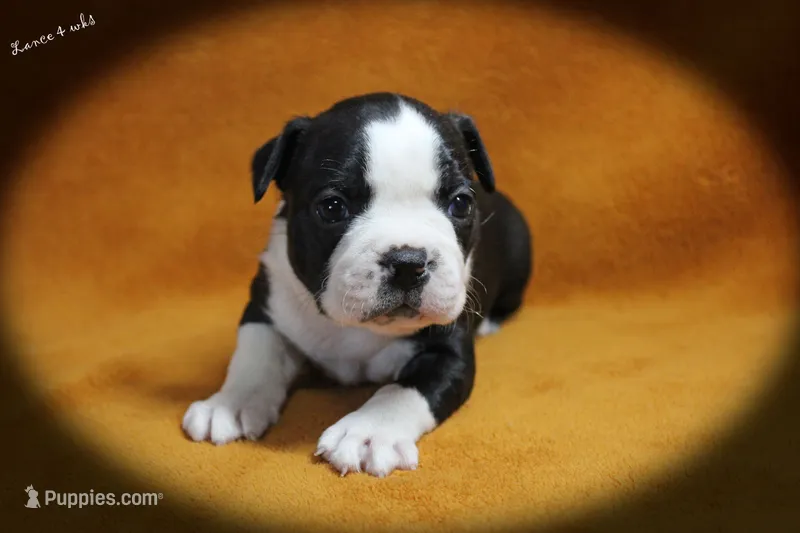 Lance – Boston Terrier puppy for sale in Colorado Springs, CO