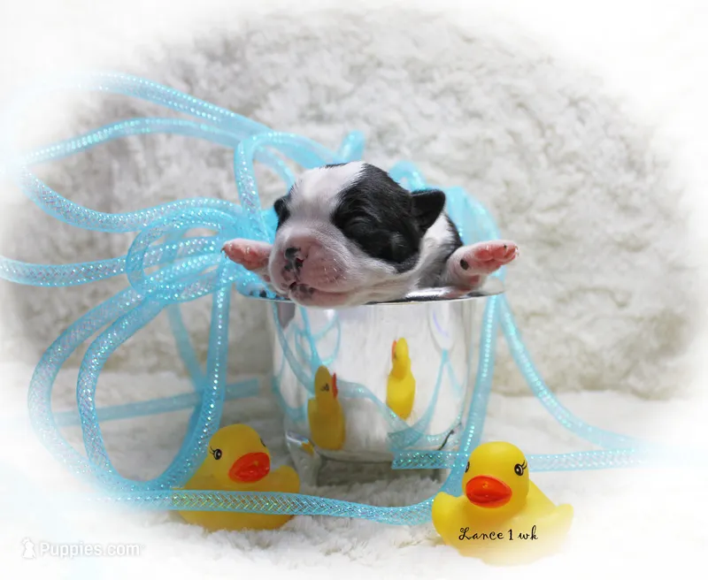 Lance – Boston Terrier puppy for sale in Colorado Springs, CO