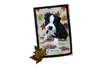Hal, a male Boston Terrier for sale in Colorado Springs, CO – 3 of 10