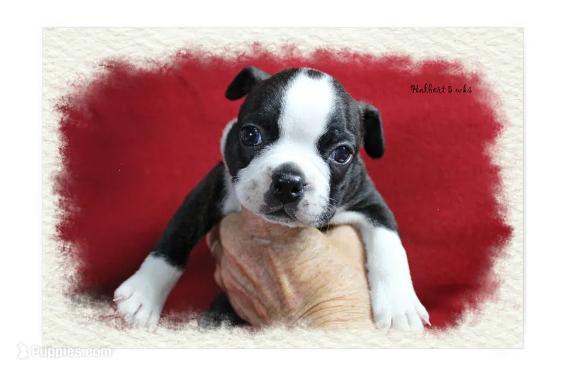 Halbert – Boston Terrier puppy for sale in Colorado Springs, CO