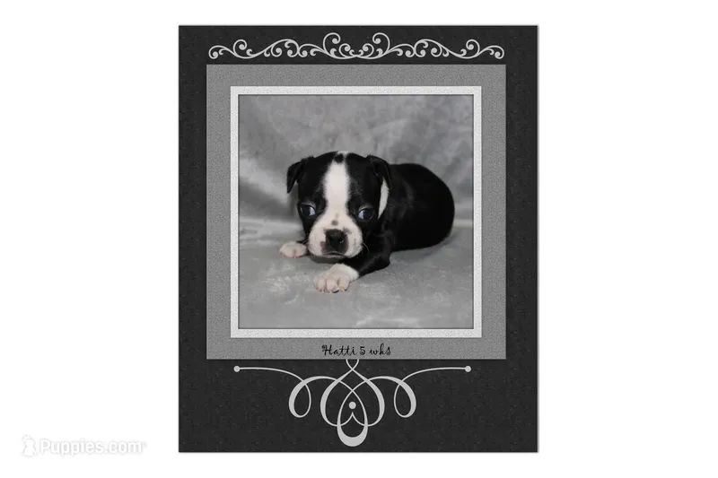 Hatti – Boston Terrier puppy for sale in Colorado Springs, CO