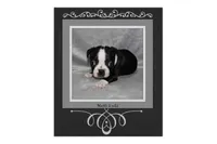 Hatti, a female Boston Terrier for sale in Colorado Springs, CO – 1 of 7