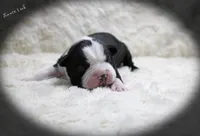 Lance, a male Boston Terrier for sale in Colorado Springs, CO – 2 of 10