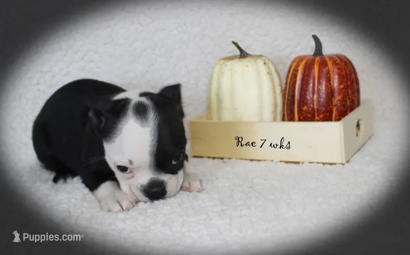 Rae – Boston Terrier puppy for sale in Colorado Springs, CO