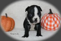 Harper, a female Boston Terrier for sale in Colorado Springs, CO – 6 of 8