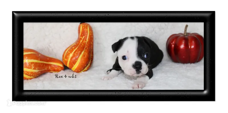 Rae – Boston Terrier puppy for sale in Colorado Springs, CO