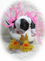 Laynee, a female Boston Terrier for sale in Colorado Springs, CO – 2 of 10