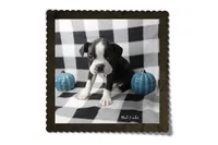 Hal, a male Boston Terrier for sale in Colorado Springs, CO – 5 of 10