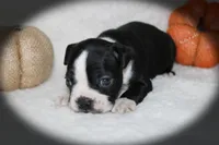Hale, a male Boston Terrier for sale in Colorado Springs, CO – 5 of 8