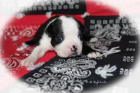 Rafe, a male Boston Terrier for sale in Colorado Springs, CO – 2 of 6