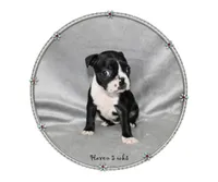 Haven, a female Boston Terrier for sale in Colorado Springs, CO – 3 of 8