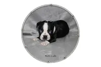 Hatti, a female Boston Terrier for sale in Colorado Springs, CO – 2 of 7