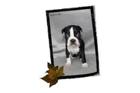 Hale, a male Boston Terrier for sale in Colorado Springs, CO – 3 of 8