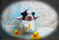 Lance, a male Boston Terrier for sale in Colorado Springs, CO – 4 of 10