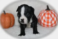Harper, a female Boston Terrier for sale in Colorado Springs, CO – 4 of 8