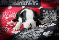 Rafe, a male Boston Terrier for sale in Colorado Springs, CO – 3 of 6