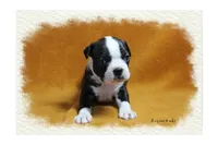 Layne, a female Boston Terrier for sale in Colorado Springs, CO – 3 of 10