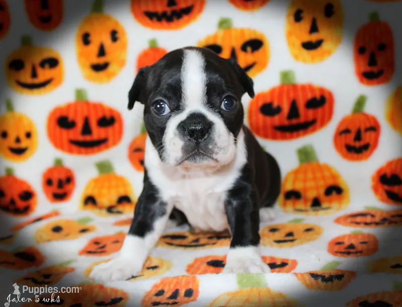 Jalen – Boston Terrier puppy for sale in Colorado Springs, CO