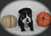 Haven, a female Boston Terrier for sale in Colorado Springs, CO – 5 of 8