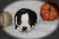 Harley, a female Boston Terrier for sale in Colorado Springs, CO – 6 of 9