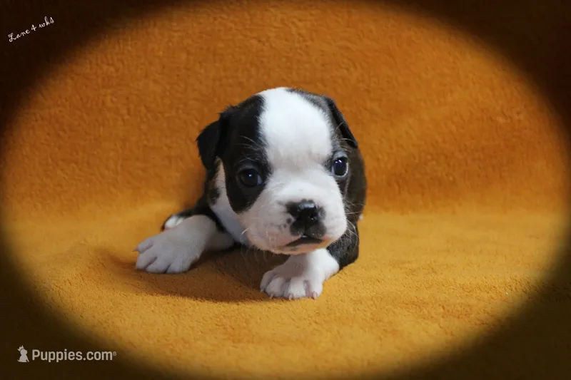 Lane – Boston Terrier puppy for sale in Colorado Springs, CO