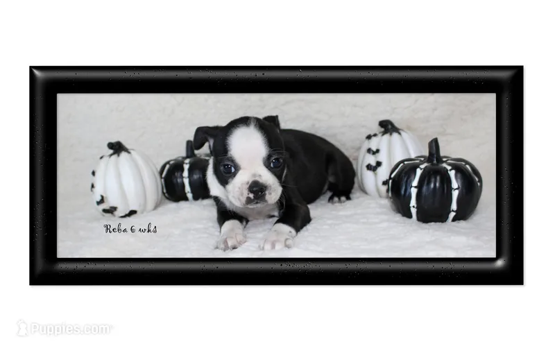 Reba – Boston Terrier puppy for sale in Colorado Springs, CO