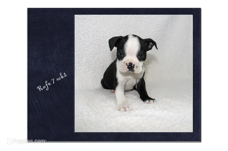 Rafe – Boston Terrier puppy for sale in Colorado Springs, CO