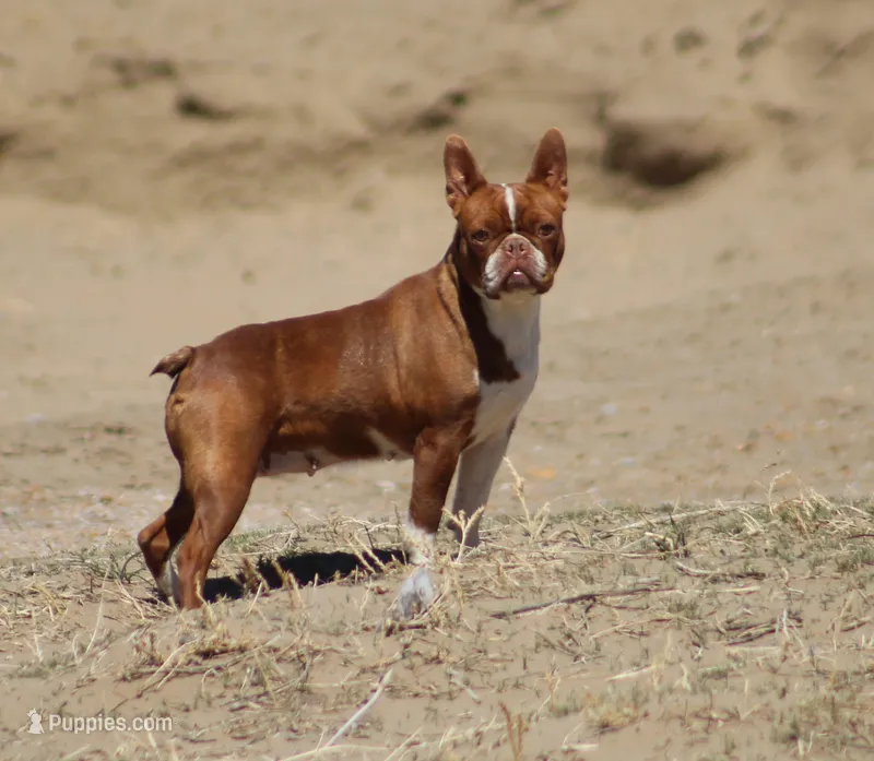 Rose – Boston Terrier puppy for sale in Colorado Springs, CO