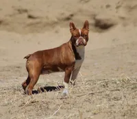 Rose, a female Boston Terrier for sale in Colorado Springs, CO – 1 of 5