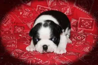 Jan, a female Boston Terrier for sale in Colorado Springs, CO – 4 of 6
