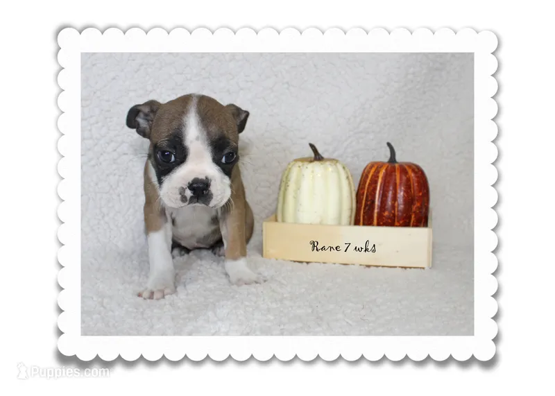Rane – Boston Terrier puppy for sale in Colorado Springs, CO
