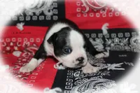 Rand, a male Boston Terrier for sale in Colorado Springs, CO – 3 of 6