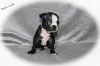 Haden, a male Boston Terrier for sale in Colorado Springs, CO – 2 of 8