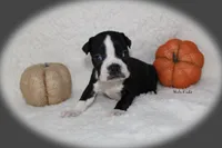 Hale, a male Boston Terrier for sale in Colorado Springs, CO – 6 of 8