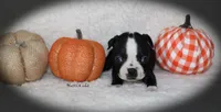 Hatti, a female Boston Terrier for sale in Colorado Springs, CO – 4 of 7