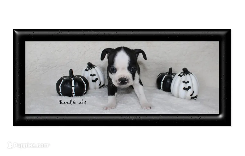 Rand – Boston Terrier puppy for sale in Colorado Springs, CO