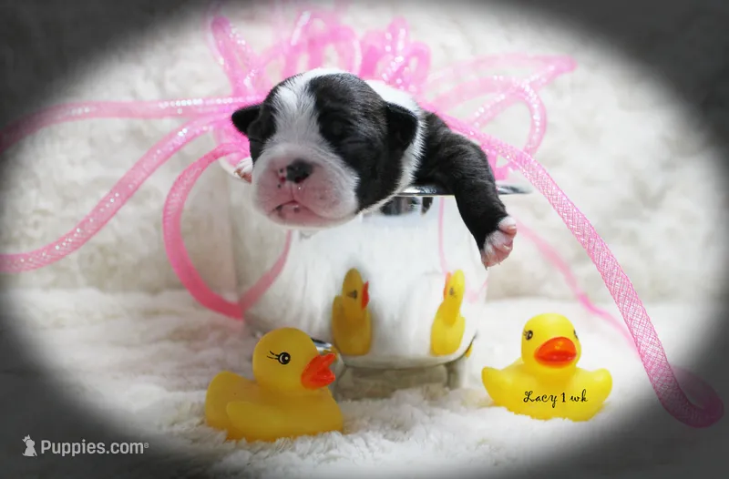 Lacy – Boston Terrier puppy for sale in Colorado Springs, CO