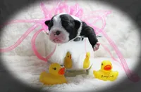 Lacy, a female Boston Terrier for sale in Colorado Springs, CO – 1 of 10