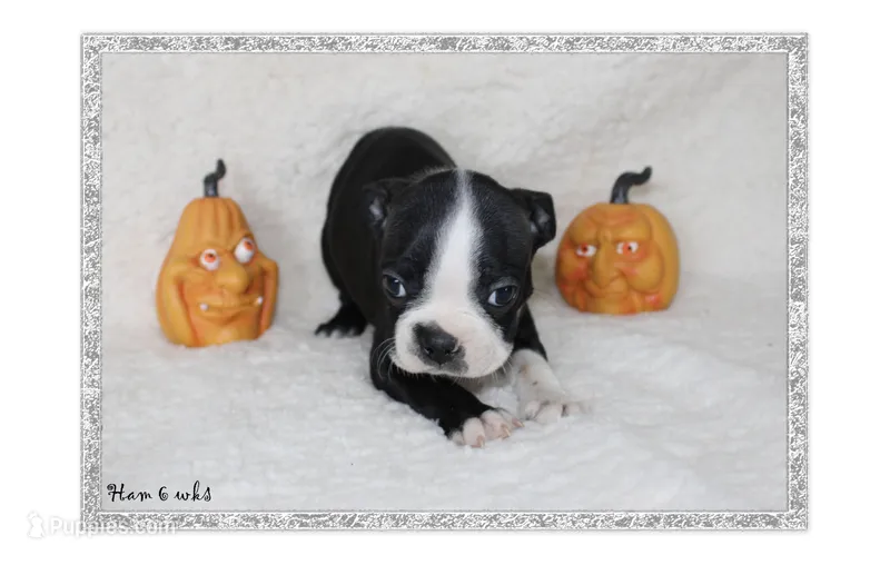 Ham – Boston Terrier puppy for sale in Colorado Springs, CO