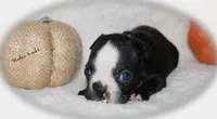 Haden, a male Boston Terrier for sale in Colorado Springs, CO – 7 of 8