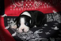 Regina, a female Boston Terrier for sale in Colorado Springs, CO – 3 of 6