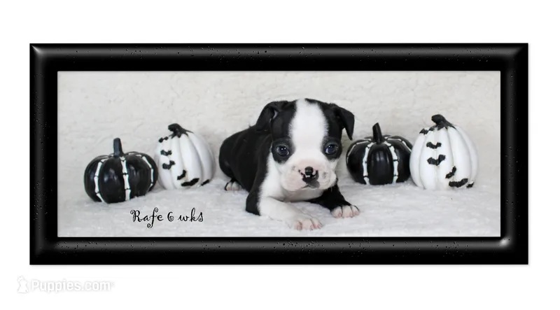 Rafe – Boston Terrier puppy for sale in Colorado Springs, CO