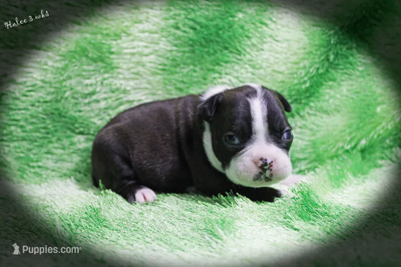 Halee – Boston Terrier puppy for sale in Colorado Springs, CO